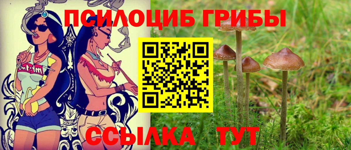 Псилоцибиновые грибы Psilocybe Славгород